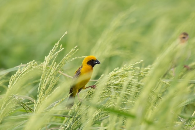 Asian Golden Weaver mâle sur la rizière en Thaïlande