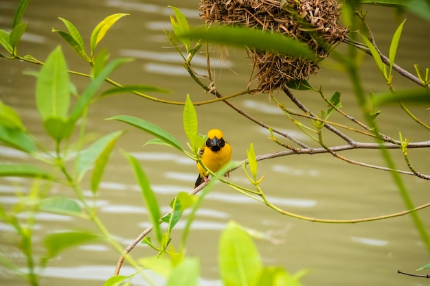 Asian Golden Weaver perché sur la tige d'herbe dans la rizière Ploceus hypoxanthus oiseau dans la forêt tropicale