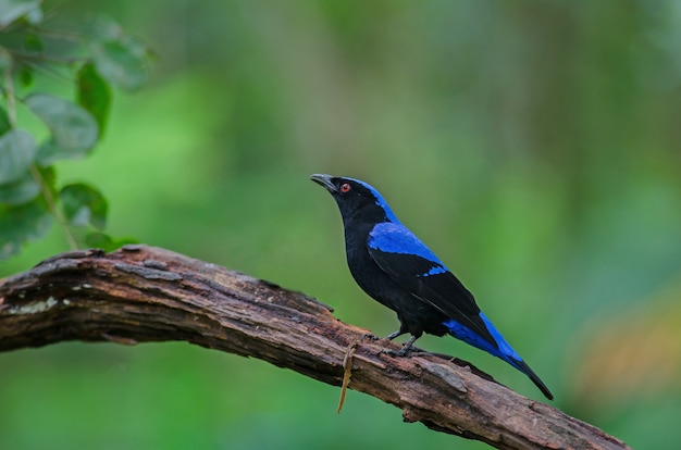 Asiatique fée-bluebird (Irena puella) reposant sur une branche dans la forêt, Thaïlande