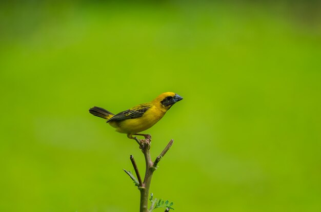 Asiatique Golden Weaver sur les branches