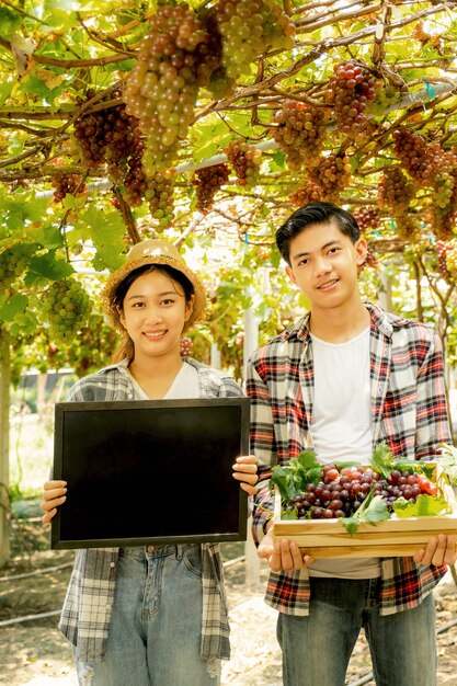 Asie agriculteur homme et femme récolte du raisin dans le vignoble avec caisse en bois concept de fruits biologiques sains