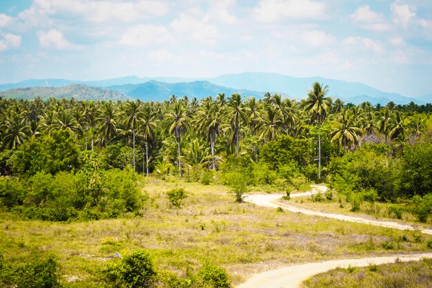 Asie paysage de palmiers. idée de road trip