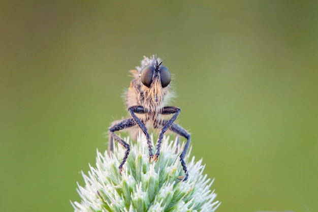 Les Asilidae sont la famille des mouches voleuses aussi appelées mouches assassines