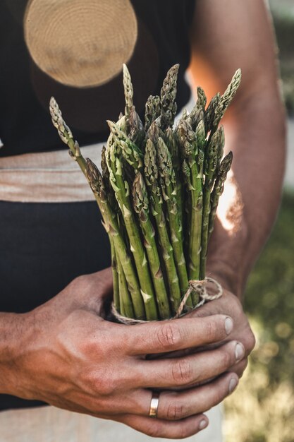 Asperges vertes entre les mains des hommes