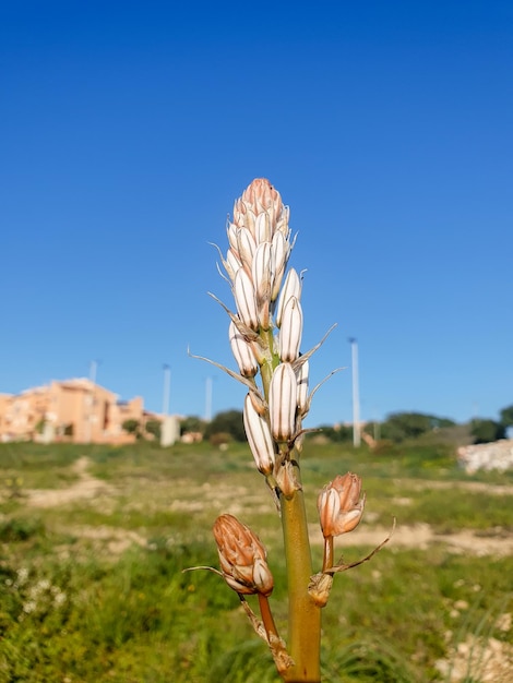 Asphodelus albus ou macrocarpus, gamón. Planta perenne mediterránea.