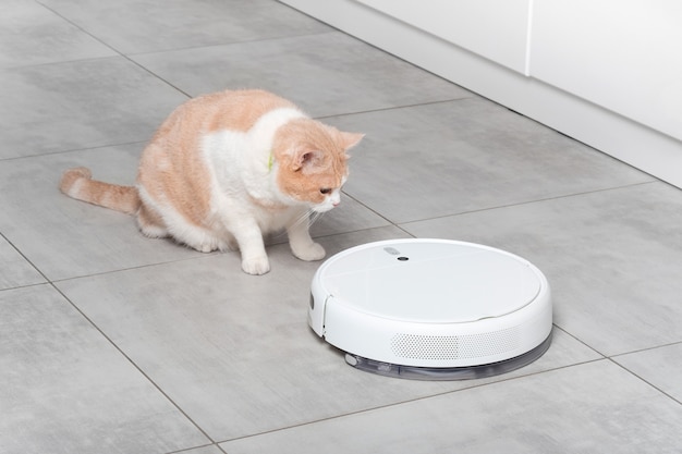 Un aspirateur robot lave-linge blanc nettoie la cuisine, un beau chat beige droit écossais duveteux regarde avec surprise. Nettoyage avec des dalles de béton au sol. animal domestique et maison intelligente.