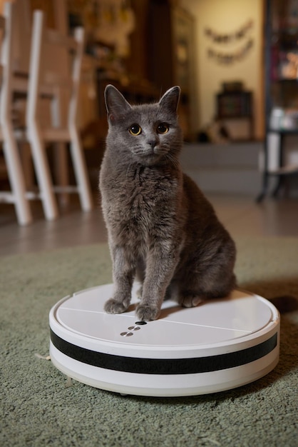 Aspirateur robotique moderne et chat mignon sur le sol à l'intérieur