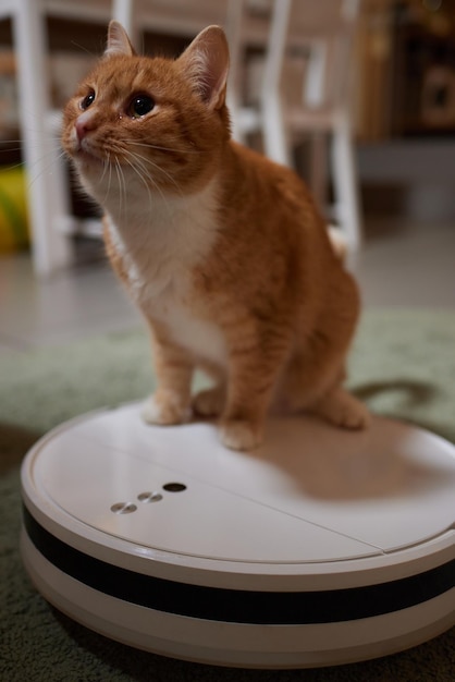 Aspirateur robotique moderne et chat mignon sur le sol à l'intérieur