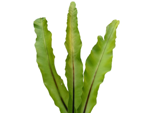 Asplenium nidus isolé sur fond blanc