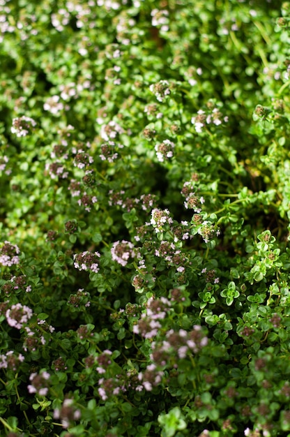 assaisonnement feuille de brin de thym herbes et épices à la maison dans la parcelle de jardin