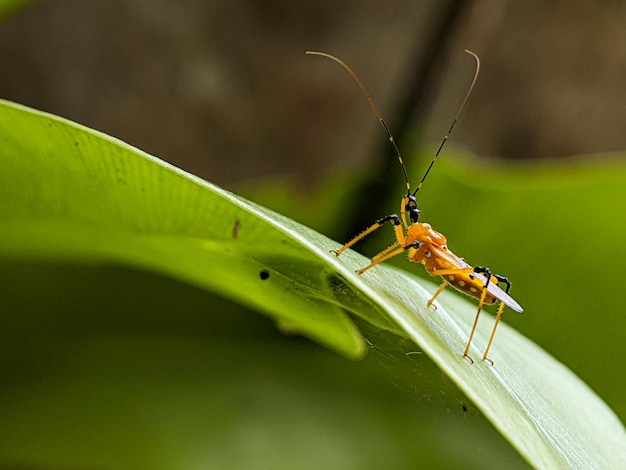 Assassin Bug sur feuille verte sur fond noir