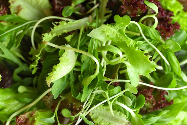 Assiette de salade verte mélangée fraîche close up