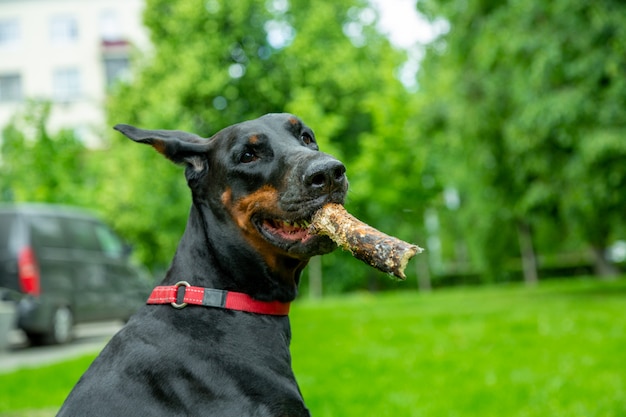 Assis sur l'herbe avec un bâton dans la bouche