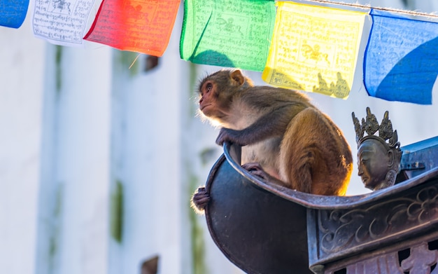 assis sur le toit et regarder la faune singe animal à Swayambhunath Katmandou Népal