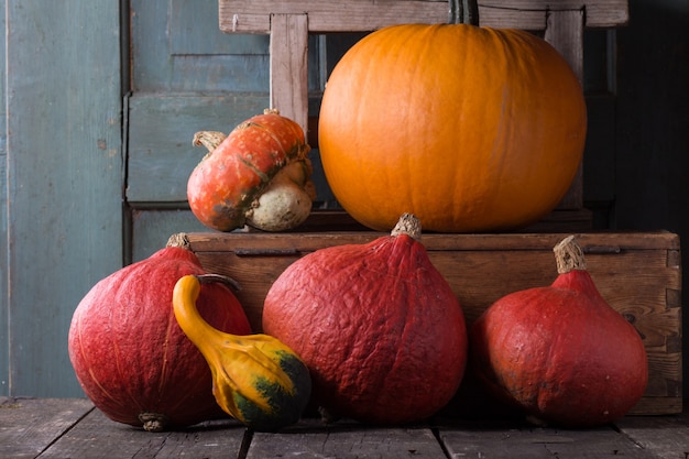 Assortiment de différentes citrouilles