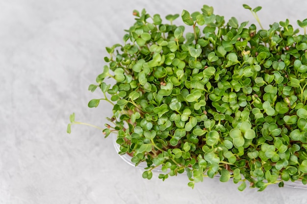 Assortiment de micro-légumes Nourriture végétalienne à base de micro-légumes