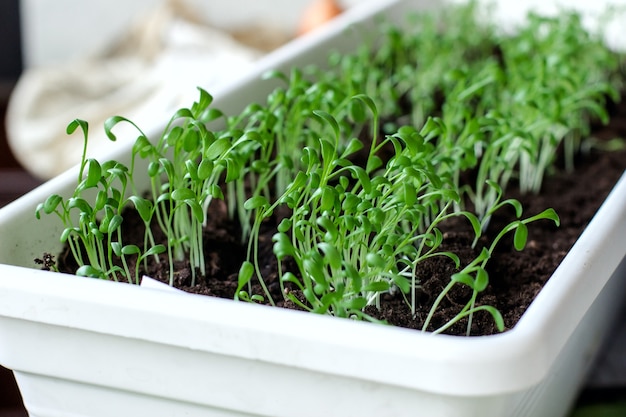 Assortiment de micro-pousses. Plante écologique en croissance. Mode de vie sain, séjour jeune et concept de cuisine de restaurant moderne