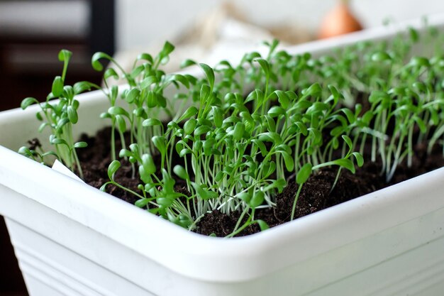 Assortiment de micro-pousses. Plante écologique en croissance. Mode de vie sain, séjour jeune et concept de cuisine de restaurant moderne