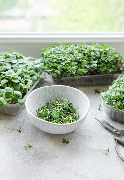 Assortiment de micro-verts sur table