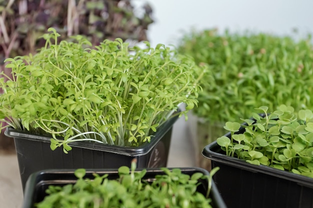 Assortiment de microgreens biologiques frais. Concept d'aliments sains crus végétariens.