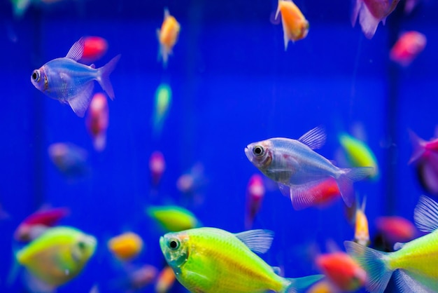 Assortiment de ternetia glofish en aquarium bleu