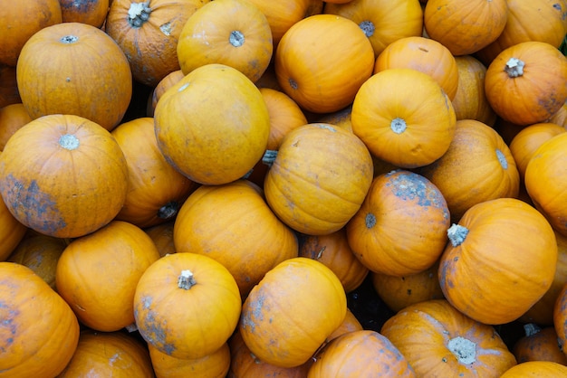 Assortiment varié de citrouilles, gros plan. Récolte d'automne.