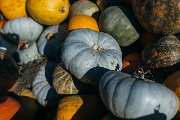 Assortiment varié de citrouilles sur le marché Récolte d'automne