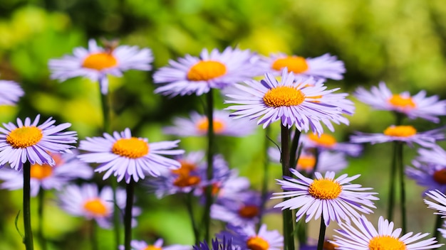 Aster alpin aster alpinus belles fleurs violettes avec un centre orange dans le jardin