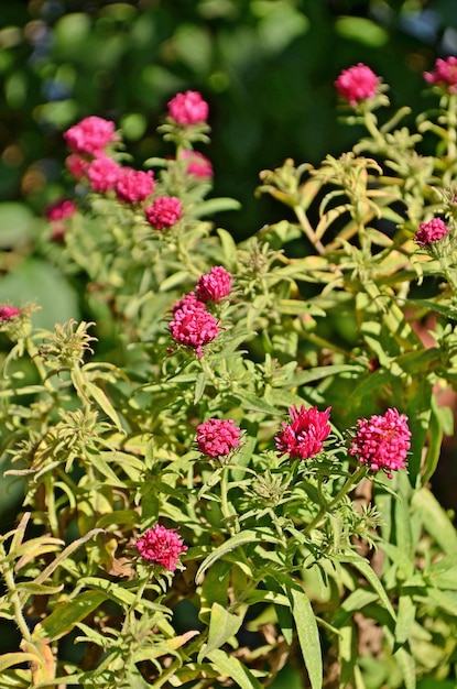 Aster coloré rouge fleurissant dans le jardin