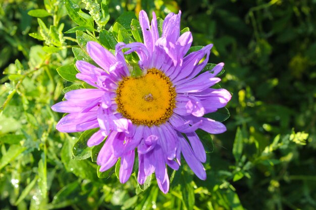 Aster dans le jardin