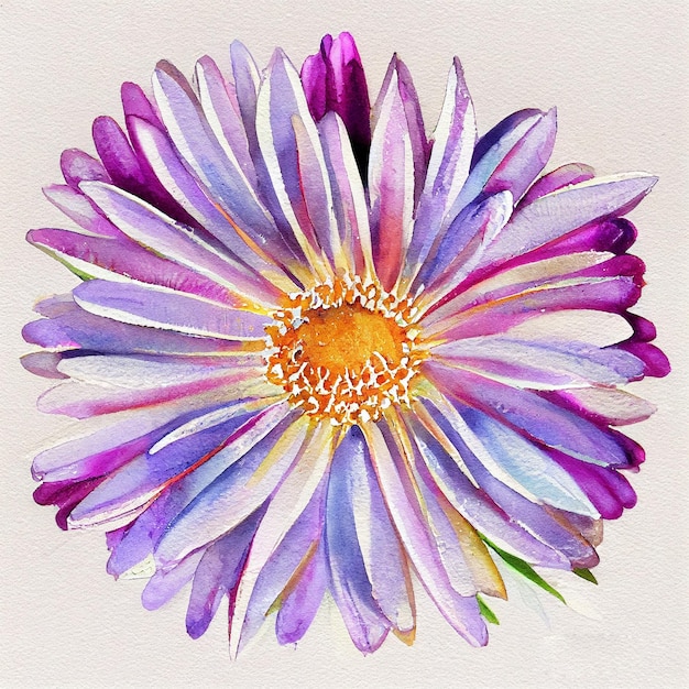 Aster Fleur Belle Illustration Colorée Aquarelle Pourpre Blanc