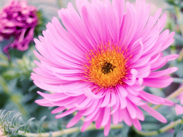 Aster fleurs d'automne dans un jardin