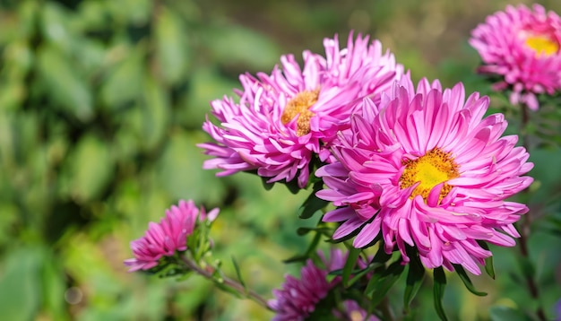 Aster en fleurs dans le jardin avec un espace de copie