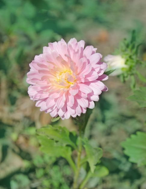 Aster rose poussant dans le parterre de fleurs Arrière-plan avec des asters roses Aster dans le jardin d'été Fleurs d'automne dans le jardin