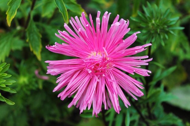 L'aster rose sourit à la fleur d'aster du soleil sur un fond isolé