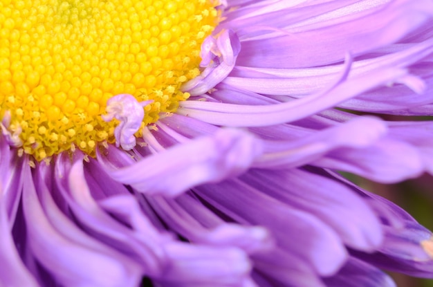 Aster violet fleur photo gros plan