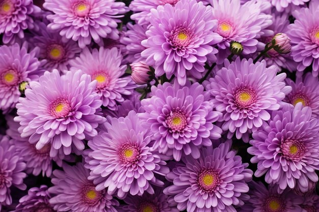 Asters comme fond et texture