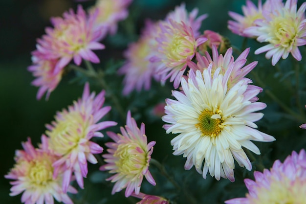 Asters dans le jardin image d'arrière-plan de fleurs roses. gros plan