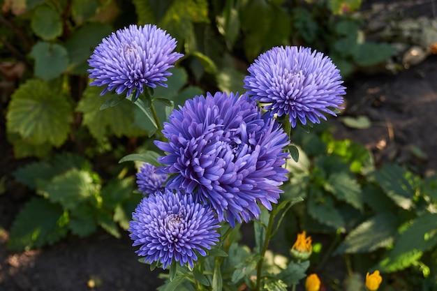 Des asters fleurissent dans le jardin d'une maison de campagne. Automne.