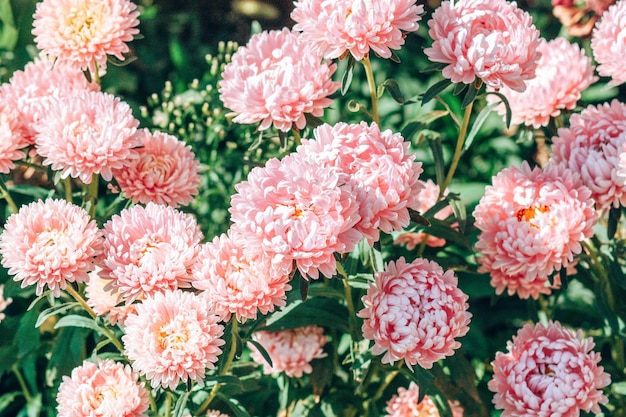 Asters fleurs roses