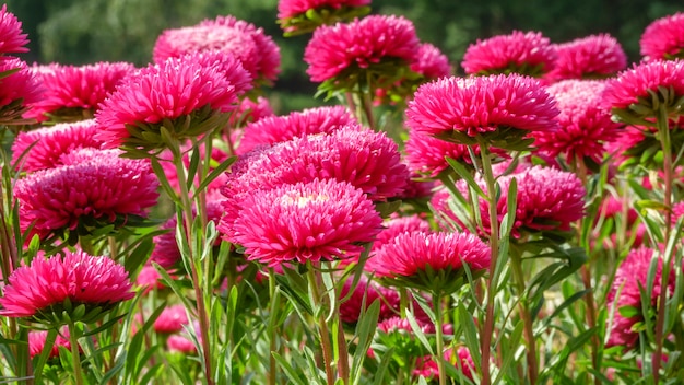 Asters de jardin rouges