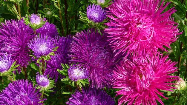 Asters de jardin violets et rouges