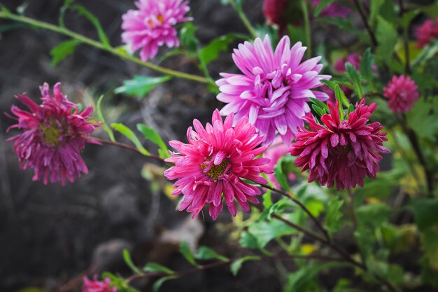 Les asters rouges et roses sur le jardin fleuri à l'automne