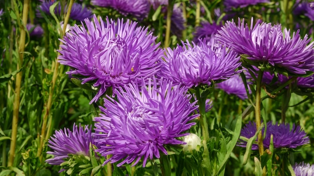 Asters violettes