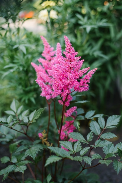 Photo l'astilba rose japonaise de brême fleurit en été dans le jardin.