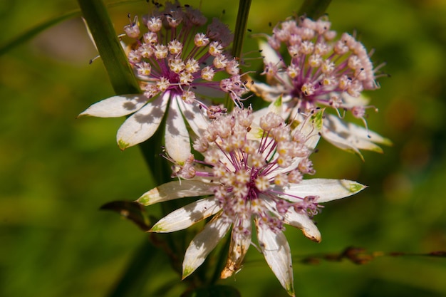 Astrantia majorvalais suisse