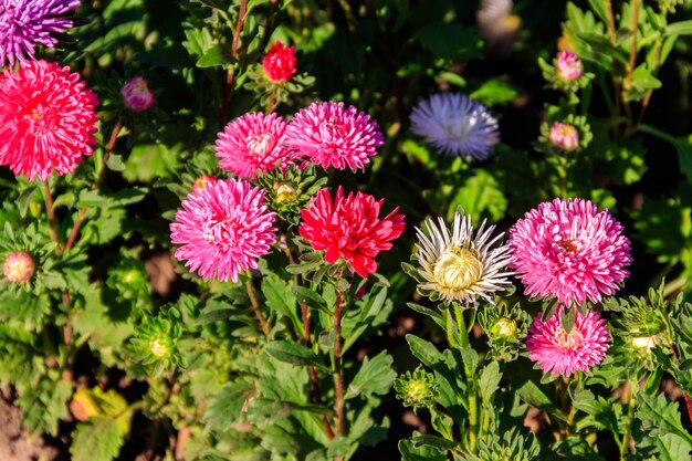 Des astres multicolores sur un parterre de fleurs dans le jardin