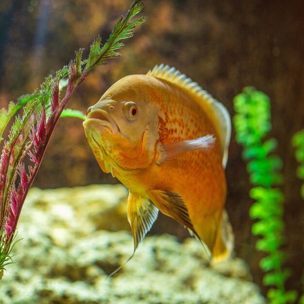 Astronotus cichlid ou un Oscar.