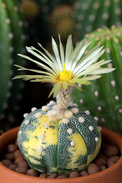 Astrophytum asterias panaché de fleur jaune.