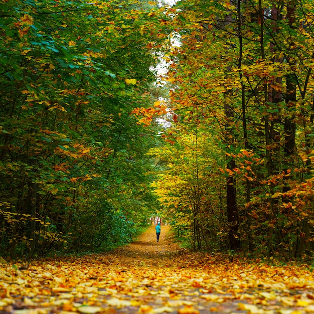 Un athlète femme courir dans la forêt d'automne. Jogging dans une incroyable forêt d'automne parsemée de feuilles mortes